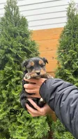 YorkiPoo Puppy, a male Yorkipoo for sale in Portland, OR – Photo 1 of 2