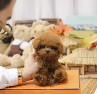 Roni the Teacup Poodle , a female Poodle - Toy  for sale in Portland, OR – 5 of 5