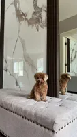 Micro Poodle Girl, a female Poodle - Toy  for sale in Portland, OR – 1 of 4