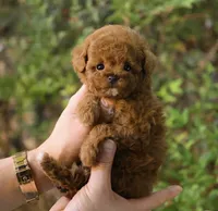 Ttori the Teacup Poodle , a female Poodle - Toy  for sale in Portland, OR – 3 of 5