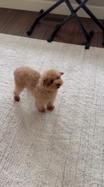 Mocha the Micro Poodle , a female Poodle - Toy  for sale in Portland, OR – 5 of 5