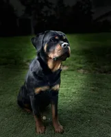 Roxy the Rottweiler , a female Rottweiler for sale in Portland, OR – 3 of 4