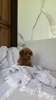 Toy/ Teacup Poodle Boy , a male Poodle - Toy  for sale in Portland, OR – 3 of 3