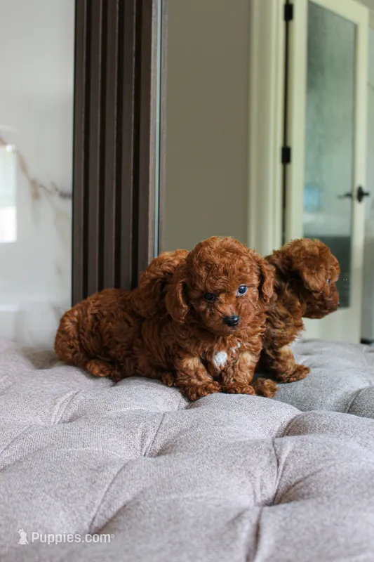 Nico, a male Poodle - Toy  for sale in Portland, OR – 1 of 2