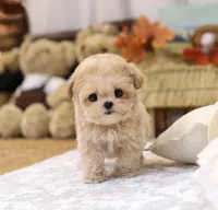 Geo - Teacup Maltipoo , a female Maltipoo for sale in Portland, OR – 3 of 5