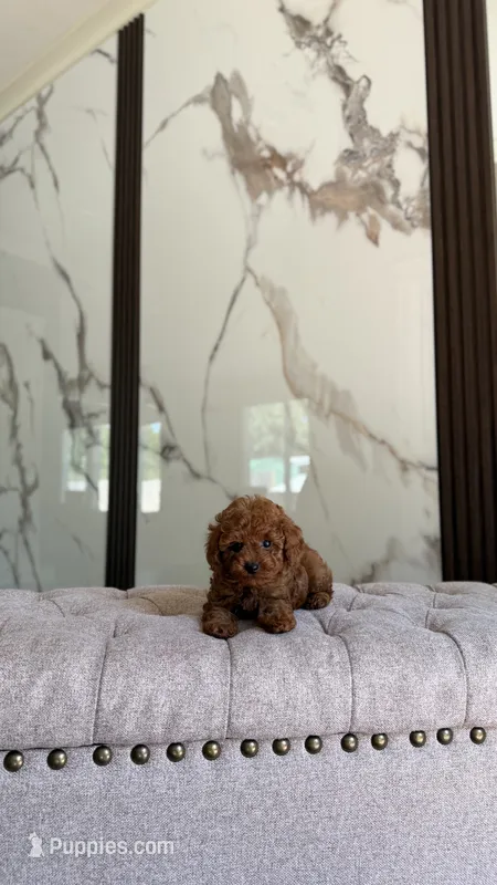 Coco – Poodle - Toy  puppy for sale in Portland, OR