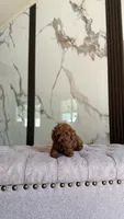 Coco, a male Poodle - Toy  for sale in Portland, OR – 1 of 3