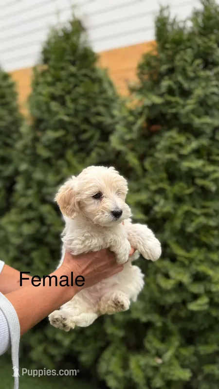 Maltipoo Puppy Girl