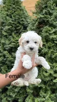 Maltipoo Puppy Girl, a female Maltipoo for sale in Portland, OR – Photo 1 of 3