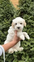 Maltipoo Puppy Girl, a female Maltipoo for sale in Portland, OR – Photo 3 of 3