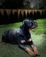 Roxy the Rottweiler , a female Rottweiler for sale in Portland, OR – 4 of 4