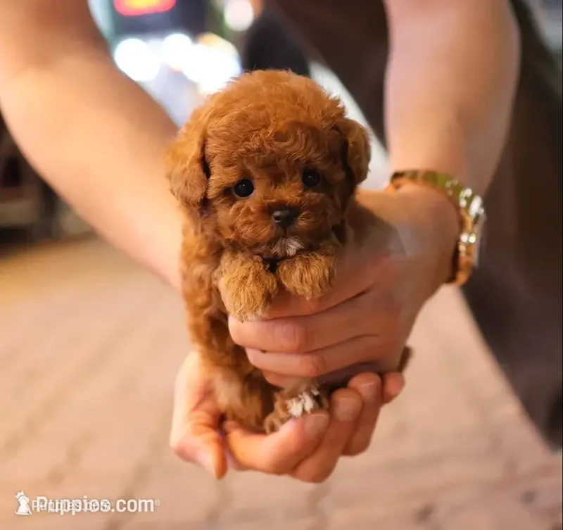 Ttori the Teacup Poodle  – Poodle - Toy  puppy for sale in Portland, OR