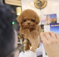Roni the Teacup Poodle , a female Poodle - Toy  for sale in Portland, OR – 4 of 5