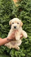 Maltipoo Puppy Boy, a male Maltipoo for sale in Portland, OR – Photo 1 of 2