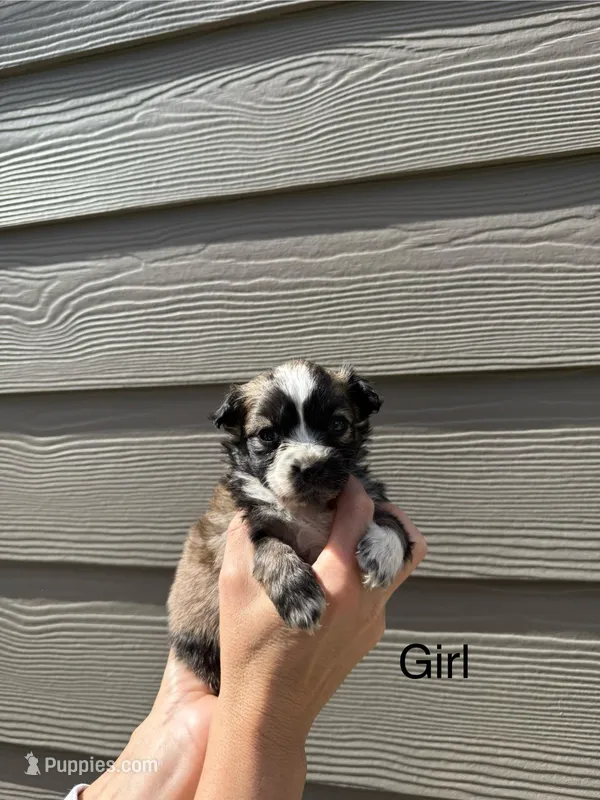 Pomapoo Puppy Girl – Pomapoo puppy for sale in Portland, OR