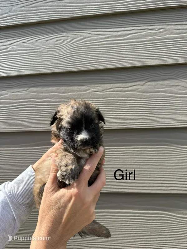 Pomapoo Puppy Girl, a female Pomapoo for sale in Portland, OR – Photo 1 of 1