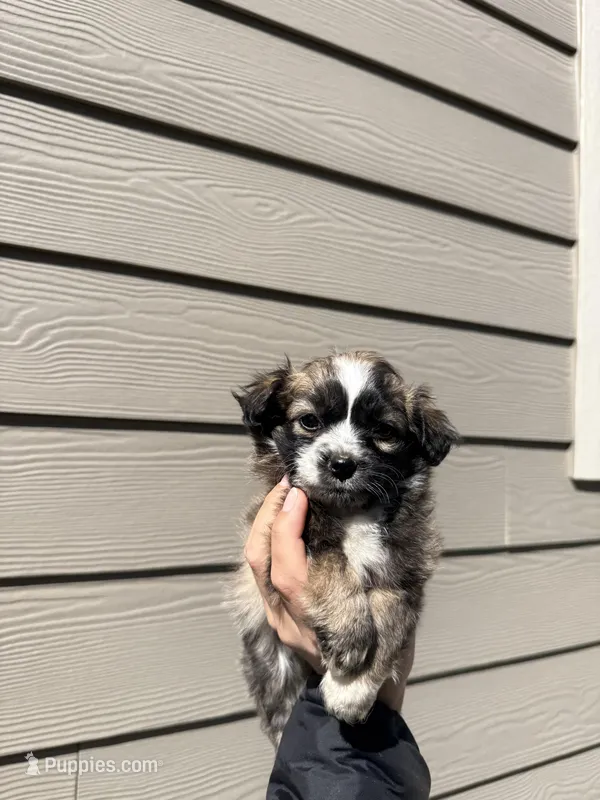 Pomapoo Puppy Girl – Pomapoo puppy for sale in Portland, OR
