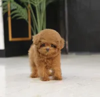 Roni the Teacup Poodle , a female Poodle - Toy  for sale in Portland, OR – 2 of 5