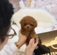 Roni the Teacup Poodle , a female Poodle - Toy  for sale in Portland, OR – 3 of 5