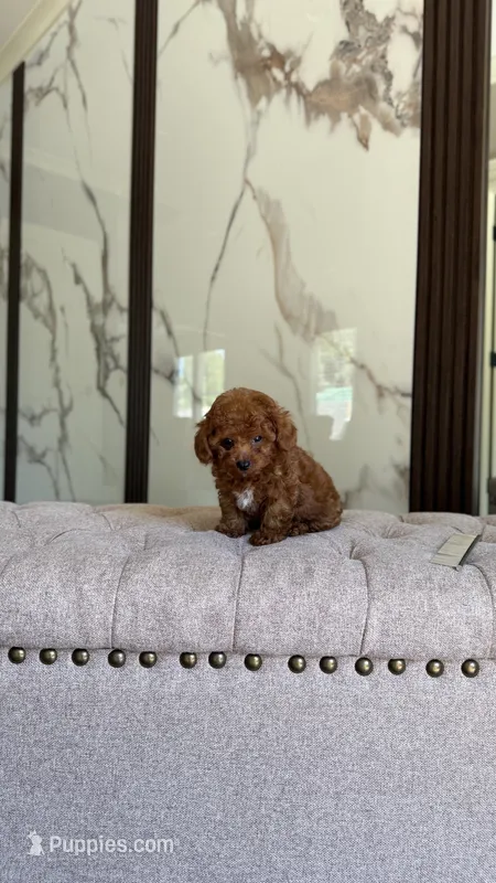 Nico – Poodle - Toy  puppy for sale in Portland, OR