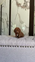 Nico, a male Poodle - Toy  for sale in Portland, OR – 1 of 3
