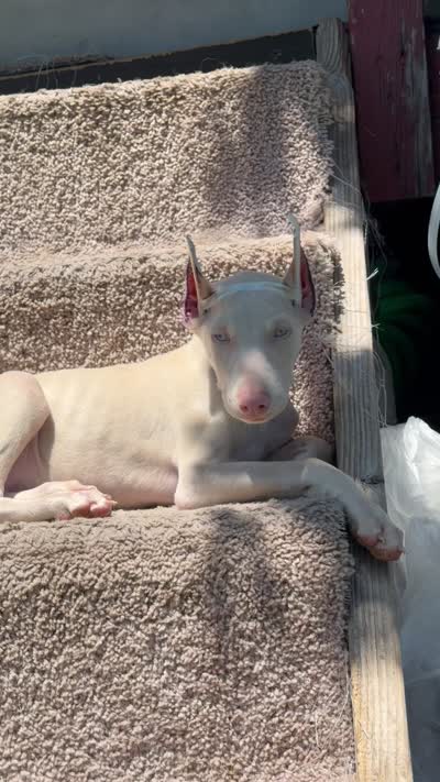 Diamond , a female Doberman Pinscher for sale in San Diego Country Estates, CA – 2 of 2