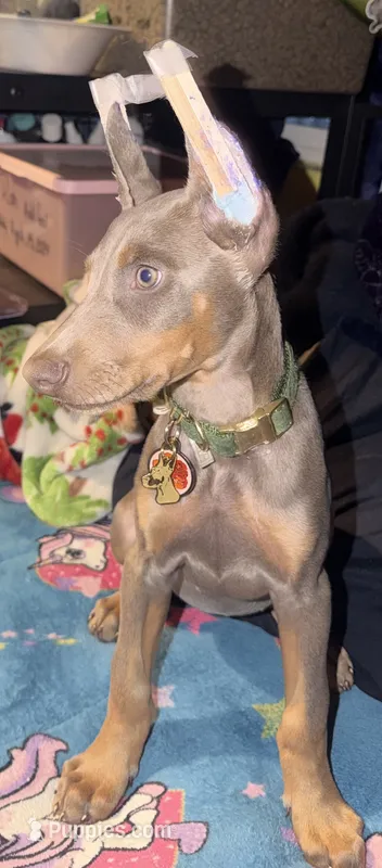 Maleficent – Doberman Pinscher puppy for sale in San Diego Country Estates, CA
