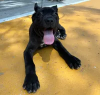 Maleficent, a female Cane Corso for sale in San Diego Country Estates, CA – 3 of 3