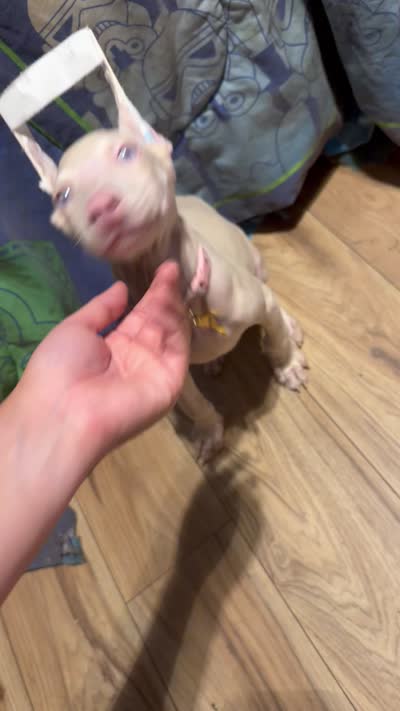 Snow, a female Doberman Pinscher for sale in San Diego Country Estates, CA – 2 of 2