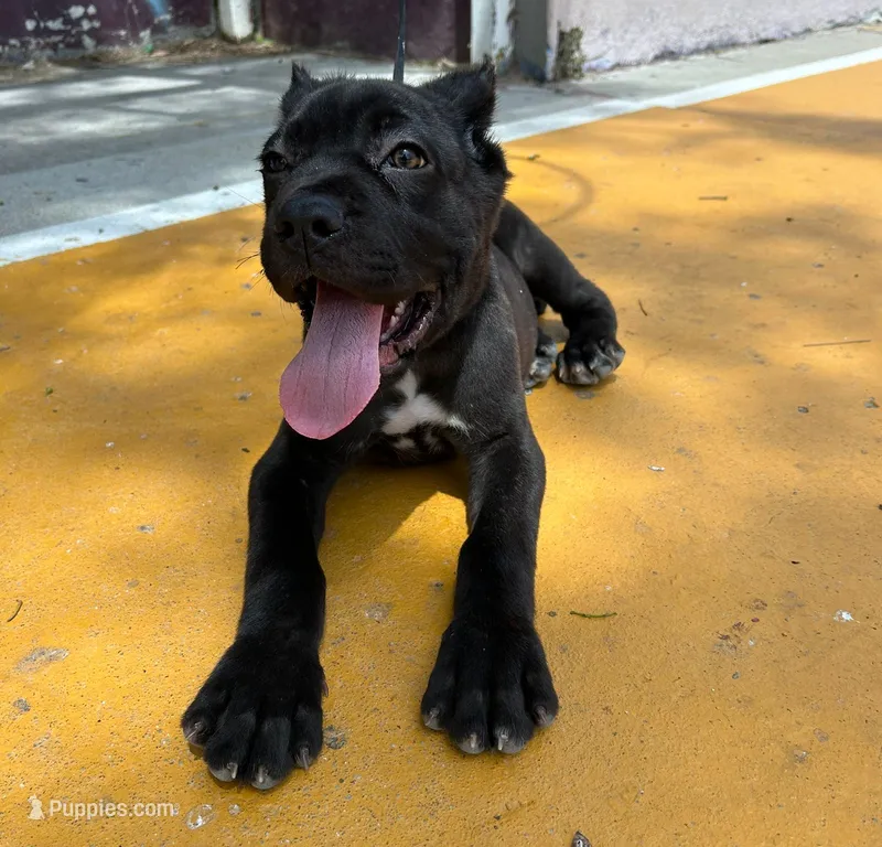 Maleficent – Cane Corso puppy for sale in San Diego Country Estates, CA