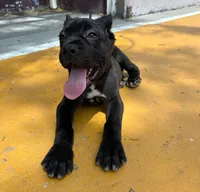 Maleficent, a female Cane Corso for sale in San Diego Country Estates, CA – 1 of 3