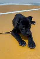 Maleficent, a female Cane Corso for sale in San Diego Country Estates, CA – 2 of 3