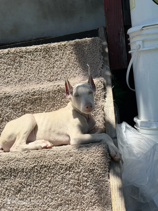 Diamond  – Doberman Pinscher puppy for sale in San Diego Country Estates, CA