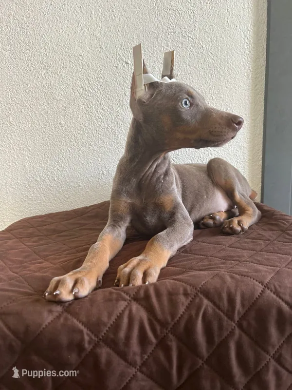Maleficent – Doberman Pinscher puppy for sale in San Diego Country Estates, CA