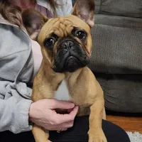 Wally-Girl, a female French Bulldog for sale in Concordia, KS – Photo 1 of 2
