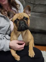 Wally-Girl, a female French Bulldog for sale in Concordia, KS – Photo 1 of 2
