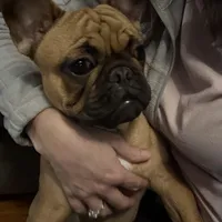 Wally-Girl, a female French Bulldog for sale in Concordia, KS – Photo 2 of 2