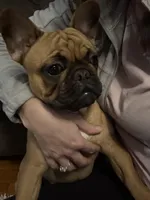 Wally-Girl, a female French Bulldog for sale in Concordia, KS – Photo 2 of 2