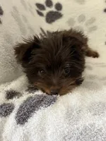 Royce , a male Yorkshire Terrier for sale in Henderson, NV – 2 of 7