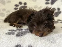 Royce , a male Yorkshire Terrier for sale in Henderson, NV – 6 of 7