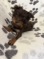 Royce , a male Yorkshire Terrier for sale in Henderson, NV – 7 of 7