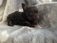 Mister, a male Yorkshire Terrier for sale in Henderson, NV – Photo 8 of 10