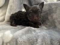 Mister, a male Yorkshire Terrier for sale in Henderson, NV – Photo 7 of 10