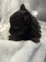 Mister, a male Yorkshire Terrier for sale in Henderson, NV – Photo 5 of 10