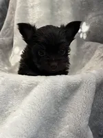 Mister, a male Yorkshire Terrier for sale in Henderson, NV – Photo 2 of 10