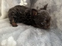 Mister, a male Yorkshire Terrier for sale in Henderson, NV – Photo 9 of 10