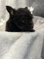 Mister, a male Yorkshire Terrier for sale in Henderson, NV – Photo 4 of 10