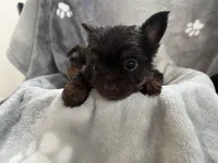 Mister, a male Yorkshire Terrier for sale in Henderson, NV – Photo 10 of 10