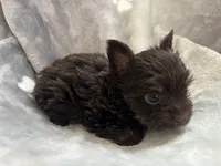 Mister, a male Yorkshire Terrier for sale in Henderson, NV – Photo 1 of 10