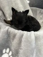 Mister, a male Yorkshire Terrier for sale in Henderson, NV – Photo 3 of 10